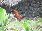 Wild Jungle Fowl
